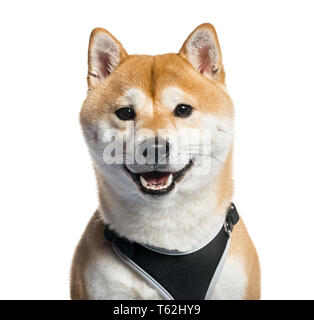 Shiba Inu davanti a uno sfondo bianco Foto Stock