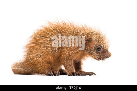 Prensili Pup-tailed istrice, prehensilis Coendou, isolata, 15 giorni Foto Stock