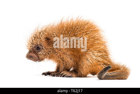 Prensili Pup-tailed istrice, prehensilis Coendou, isolata, 15 giorni Foto Stock