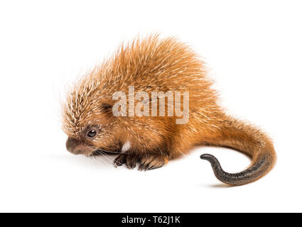 Prensili Pup-tailed istrice, prehensilis Coendou, isolata, 15 giorni Foto Stock