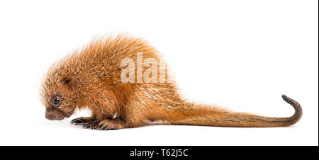 Prensili Pup-tailed istrice, prehensilis Coendou, isolata, 15 giorni Foto Stock