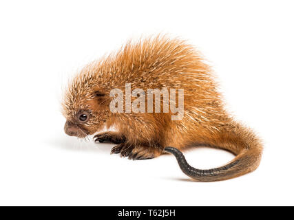 Prensili Pup-tailed istrice, prehensilis Coendou, isolata, 15 giorni Foto Stock