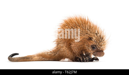 Prensili Pup-tailed istrice, prehensilis Coendou, isolata, 15 giorni Foto Stock