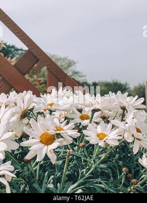 Fioritura Foto Stock
