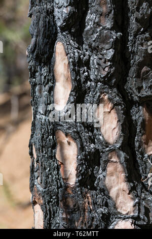 Corteccia di nero su un Burnt Pine tronco di albero dopo un incendio di foresta a La Palma, Spagna. Foto Stock