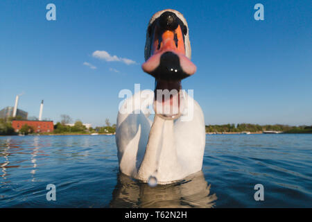 Swan attacca una fotocamera, cerca di mordere il blu acqua e cielo Foto Stock