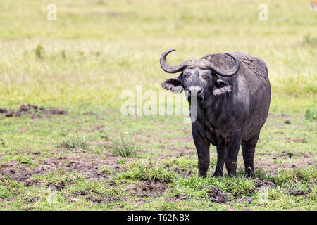 Bufali, Syncerus caffer o savana meridionale di Buffalo, è il più grande dei quattro africani sottospecie di buffalo. Questo stare giovane maschio è coperto Foto Stock