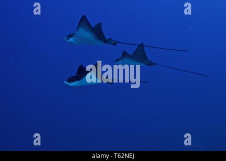 La fotografia subacquea in Maldive Foto Stock