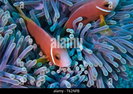 Magnifico mare anemone, Heteractis magnifica con Maldive anemonefish o blackfooted clownfish, Amphiprion nigripes Foto Stock