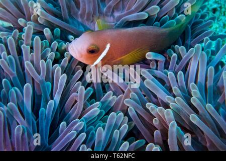 Magnifico mare anemone, Heteractis magnifica con Maldive anemonefish o blackfooted clownfish, Amphiprion nigripes Foto Stock
