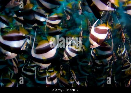 Bannerfish. La fotografia subacquea in Maldive Foto Stock