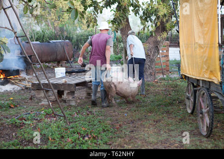 Due agricoltori che trasportano suini destinati alla macellazione a Santa Clara Cuba Foto Stock