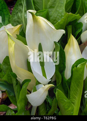 Western Skunk cavolo Lysichiton americanus (USA), giallo Skunk cavolo Lysichiton americanus (UK) Foto Stock