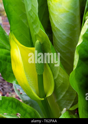 Western Skunk cavolo Lysichiton americanus (USA), giallo Skunk cavolo Lysichiton americanus (UK) Foto Stock