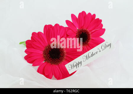 Felice Festa della mamma card con due red gerbera margherite su sfondo bianco Foto Stock