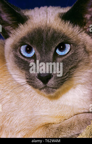 Anni ottanta gatto siamese gatto faccia penetranti occhi blu guardando la fotocamera - kc9967 RSS001 HARS WHISKERS intenti di vecchio stile Foto Stock