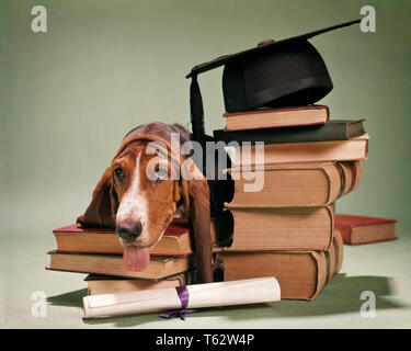 Anni sessanta Basset Hound guardando la fotocamera testa in appoggio su una pila di libri con cappuccio di laurea e diploma - kd2333 HAR001 HARS simboli espressioni laureandosi in appoggio tristezza obiettivi mammiferi umoristico testa e spalle le università e i canini HOUND comico umore POOCH SPESE DI ISTRUZIONE SUPERIORE concetto concettuale commedia collegi MORTARBOARD simbolico concetti canino mammifero lezioni miserabile BASSET cappello e camice COSTO HAR001 in vecchio stile di rappresentazione Foto Stock