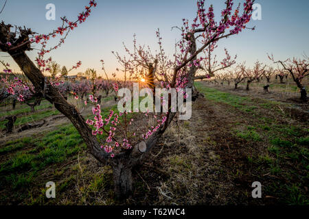 Sunburst risplende attraverso la fioritura degli alberi in un frutteto Foto Stock