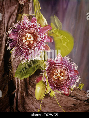 2 fiori di passione Frutta di vite sul tronco di albero esotico fiore della passione viticci vitigni di arrampicata - kf3843 prosciutto001 HARS esotico Foto Stock