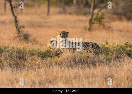 Una femmina di ghepardo con il suo singolo cub posa insieme in erba più a lungo, avviso e guardare, Ol Pejeta Conservancy, Laikipia, Kenya, Africa Foto Stock