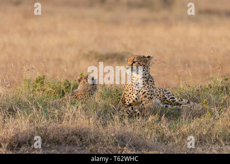 Una femmina di ghepardo con il suo singolo cub posa insieme in erba più a lungo, avviso e guardare, Ol Pejeta Conservancy, Laikipia, Kenya, Africa Foto Stock