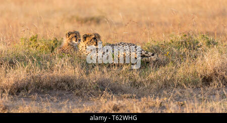 Una femmina di ghepardo con il suo singolo cub giacente insieme in erba più a lungo, avviso e guardare, Ol Pejeta Conservancy, Laikipia, Kenya, Africa Foto Stock