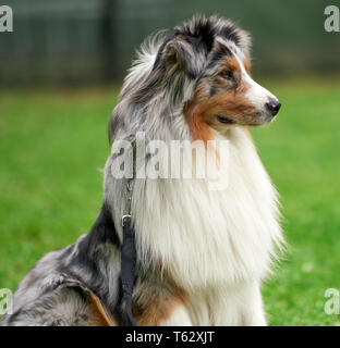 Di pura razza cani: il pastore australiano Foto Stock