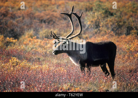 LONE CARIBOU Rangifer tarandus PRATO IN NORD AMERICA E CANADA - kz LAN2850001 HARS TARANDUS Foto Stock