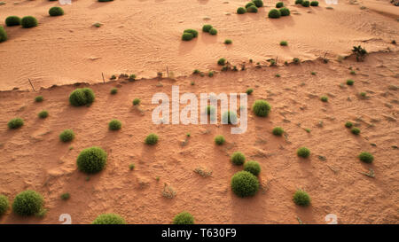 Verde e lussureggiante pricly saltwort o tumbleweed groning su una spiaggia di sabbia deriva durante la siccità. I Nativi Australiani germenates vegetali e cresce rapidamente prima di morire Foto Stock