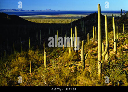 Cactus del Saguaro Foto Stock