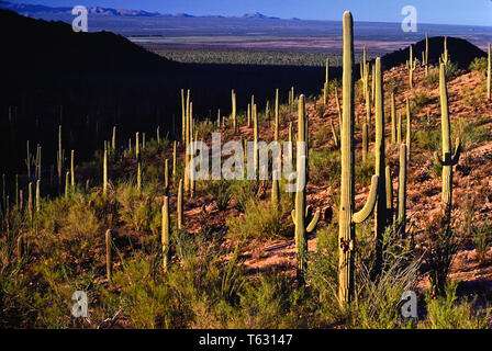 Cactus del Saguaro Foto Stock