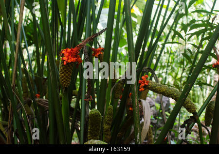 Cardulovica palmata frutti Foto Stock