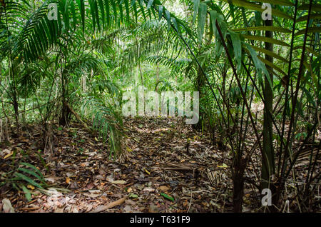 Il Palm Grove nella foresta pluviale panamense del Camino de Cruces National Park Foto Stock