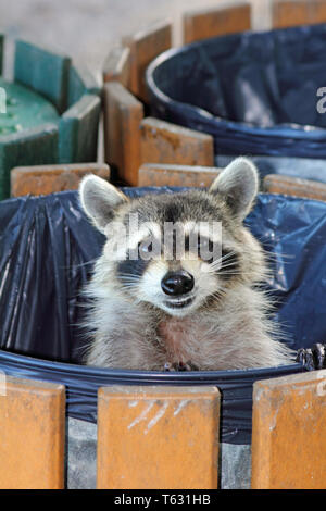 Carino Raccoon, Procione lotor, in un cestino della spazzatura guardando fuori Foto Stock