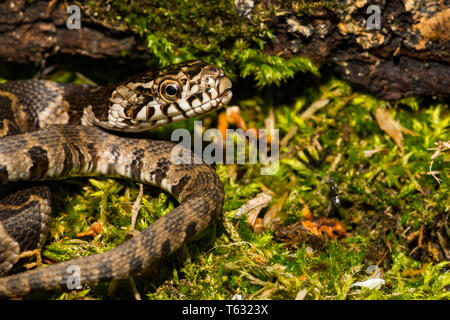 Acqua settentrionale Snake (Nerodia sipedon) Foto Stock