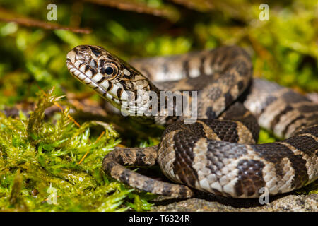 Acqua settentrionale Snake (Nerodia sipedon) Foto Stock