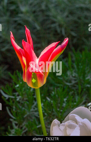 Blooming red tulip con erba e cespugli di sfocatura in giardino. Foto Stock
