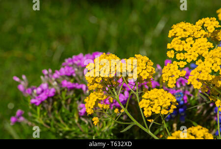 Blooming alyssum giallo e viola di sfocatura phlox in un tradizionale giardino inglese Foto Stock