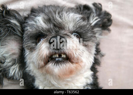 Un simpatico incroci di cane, shi tzu e poodle, in dettaglio. Sdraiato sulla sua schiena e mostrando i denti. Uno di loro è assente, è caduto fuori. Foto Stock