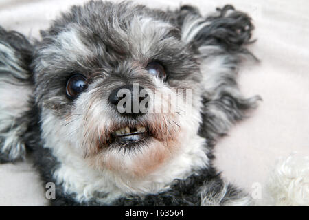 Un simpatico incroci di cane, shi tzu e poodle, in dettaglio. Sdraiato sulla sua schiena e mostrando i denti. Uno di loro è assente, è caduto fuori. Foto Stock