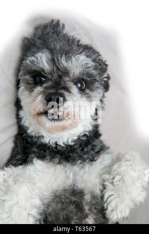 Un simpatico incroci di cane, shi tzu e poodle, in dettaglio. Sdraiato sulla sua schiena e mostrando i denti. Uno di loro è assente, è caduto fuori. Foto Stock