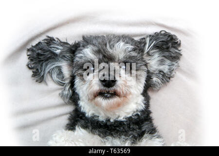 Un simpatico incroci di cane, shi tzu e poodle, in dettaglio. Sdraiato sulla sua schiena e mostrando i denti. Uno di loro è assente, è caduto fuori. Foto Stock