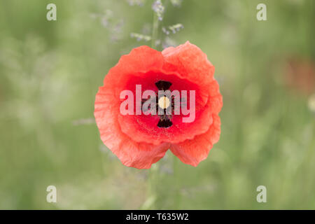 Close up di Papaver rhoeas, bettern knowns come mais cucciolo o un cucciolo comune - catturato in Baviera, Germania. Rosso fiore in fiore. Foto Stock
