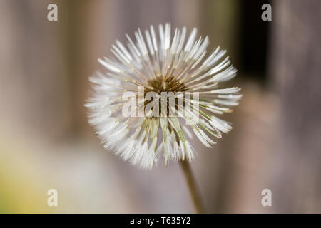 GAUTING, Baviera / Germania - 27 Aprile 2018: Close up di taraxacum. Meglio conosciuto come il tarassaco, blowball puffball o. Foto Stock