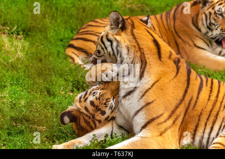 Vista sul Tigri amur giocando o combattendo in un zoo in una giornata di sole. Foto Stock