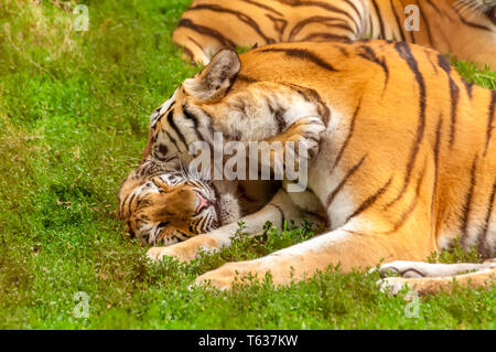 Vista sul Tigri amur giocando o combattendo in un zoo in una giornata di sole. Foto Stock