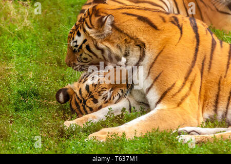 Vista sul Tigri amur giocando o combattendo in un zoo in una giornata di sole. Foto Stock