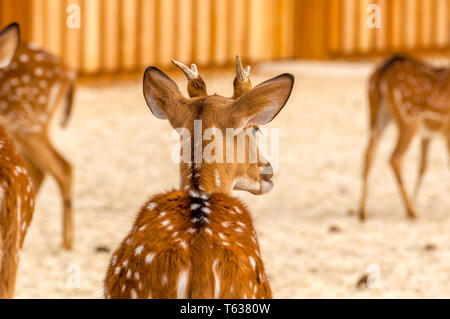 Vista posteriore di una bella chital cervi in uno zoo in una giornata di sole. Foto Stock