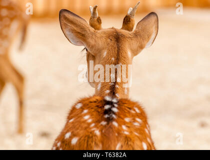 Vista posteriore di una bella chital cervi in uno zoo in una giornata di sole. Foto Stock