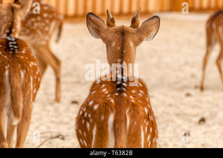 Vista posteriore di una bella chital cervi in uno zoo in una giornata di sole. Foto Stock